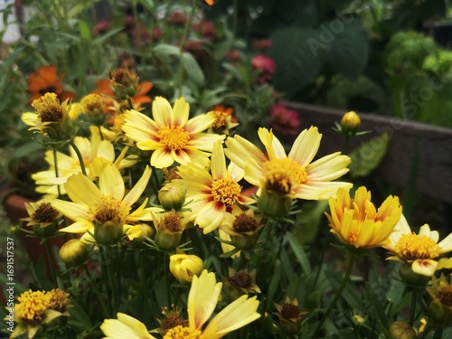 Yellow flowers with green leaves on a background, Beedance Painted Yellow, Bidens