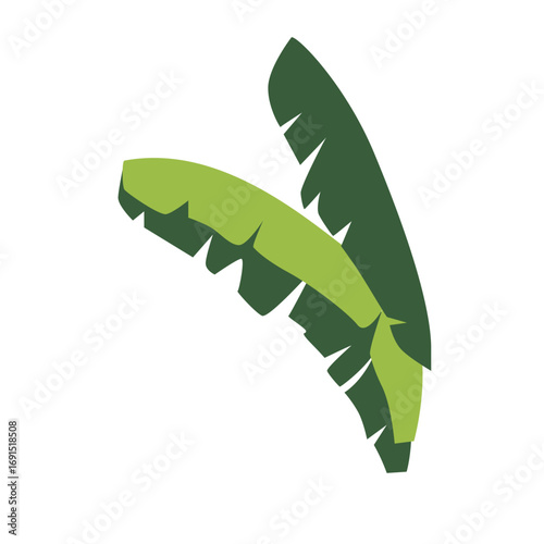Tropical banana leaves illustration, natural jungle element for exotic garden and eco-friendly outdoor landscape designs.