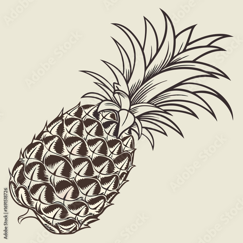 Vintage style hand drawn pineapple fruit illustration.
