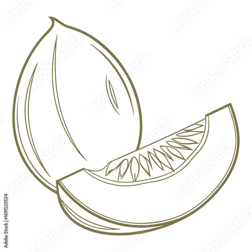 Detailed illustration of a ripe melon with a cut slice showing the seeds.