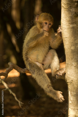 The Barbary macaque, Barbary ape (Macaca sylvanus).
