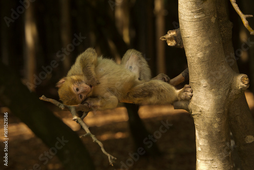 The Barbary macaque, Barbary ape (Macaca sylvanus).