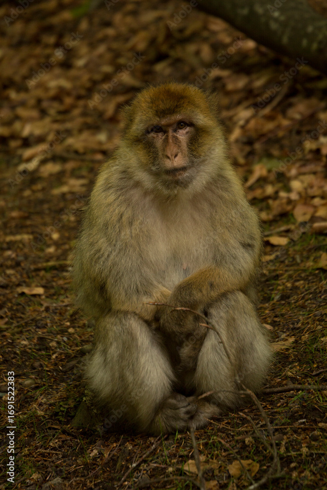 Fototapeta premium The Barbary macaque, Barbary ape (Macaca sylvanus).