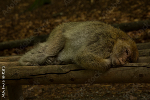 The Barbary macaque, Barbary ape (Macaca sylvanus).