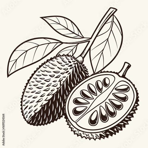 Close up of a fresh, ripe, spiky fruit, with leaves and stem, detailed illustration.