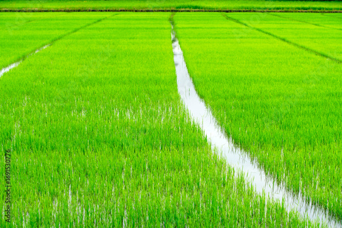 Lush Green Rice Field with Water Channels in Rural Landscape