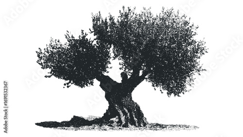 Gnarled old olive tree silhouette on transparent background. Vector hand drawn illustration