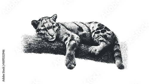 Clouded Leopard Resting on Tree Branch. Vector hand drawn illustration