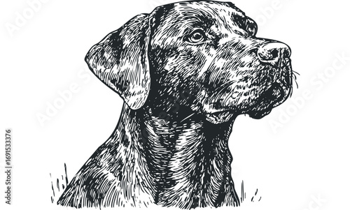 Line drawing portrait of a dog's head on transparent background. Vector hand drawn illustration