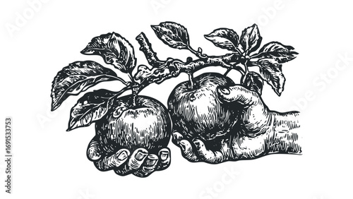 Two hands holding apples from a branch with leaves. Vector hand drawn illustration