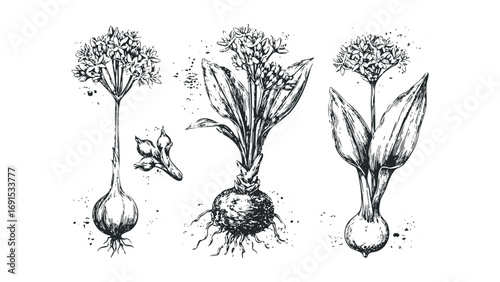 Botanical line art sketch of flowering onions with roots and bulbs. Vector hand drawn illustration