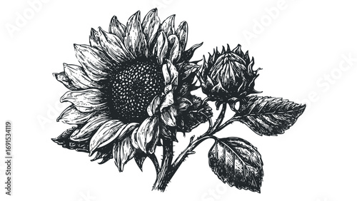 Detailed sketch of a sunflower with a bud and leaves on a transparent background. Vector hand drawn illustration
