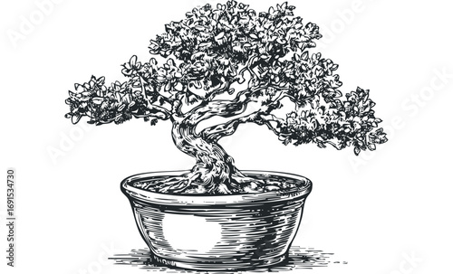 Wired Bonsai Tree Illustration on Transparent Background. Vector hand drawn illustration