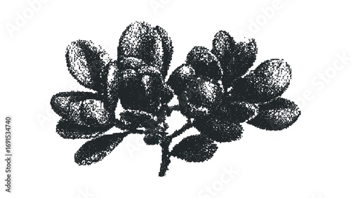 Dotted rendering of a sprig with oval leaves on a transparent background. Vector hand drawn illustration