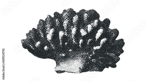 Coral texture isolated with transparent background. Vector hand drawn illustration