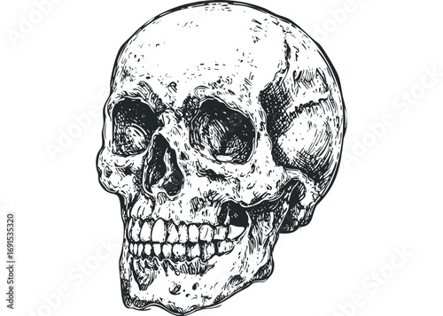 Detailed sketch of a human skull with visible bone texture and dark shading. Vector hand drawn illustration