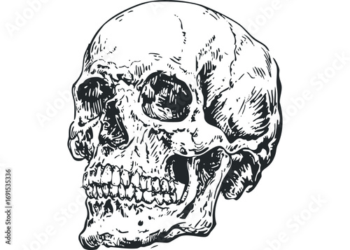Detailed Skull Drawing. Vector hand drawn illustration