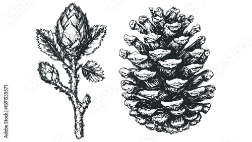 Pine Cone and Hops Branch Isolated Image. Vector hand drawn illustration