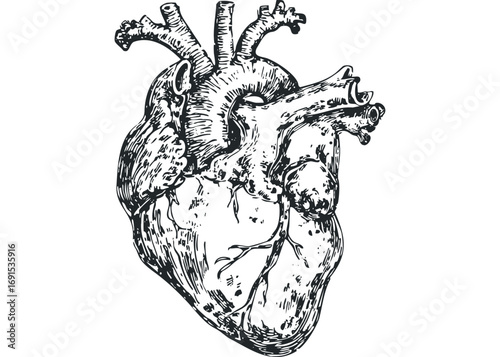 Human Heart Illustration on Transparent. Vector hand drawn illustration
