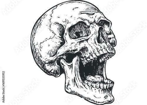 Engraved Skull with Open Mouth Transparent. Vector hand drawn illustration