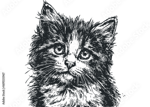 Line art sketch portrait of fluffy kitten on transparent background. Vector hand drawn illustration