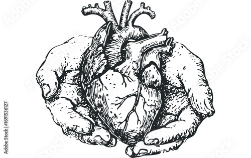 Detailed human heart cupped in hands with veins and arteries visible. Vector hand drawn illustration