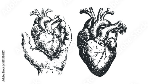 Hand holding anatomical heart on transparent background. Vector hand drawn illustration