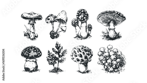 Collection of hand-drawn mushroom varieties on a transparent background. Vector hand drawn illustration