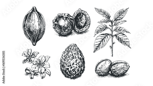 Pistachio nut elements, leaves, and flower drawing, file. Vector hand drawn illustration