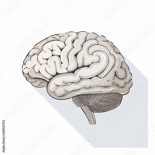 A detailed 3D rendered illustration of the human brain, showcasing its anatomy and intelligence for medical and science concepts