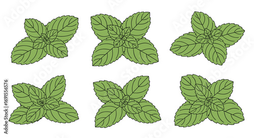Fresh mint leaves sprigs pattern, culinary herb for vibrant summer cocktails and delicious kitchen recipes