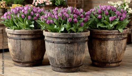 Three rustic wooden barrels, filled with purple tulips