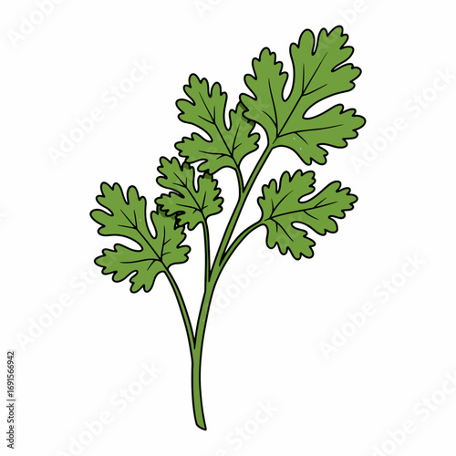 parsley isolated on white background