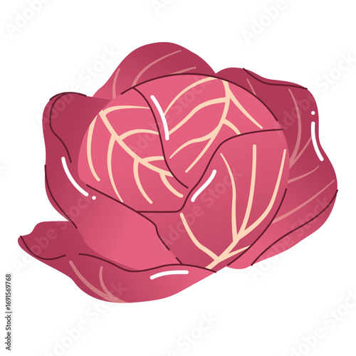 Red cabbage head. Vitamin-rich purple cabbage, vegetable. Vegetarian meals.Fresh and healthy food. Organic salad ingredients. AD for farmers' markets, menus, posters, stickers.