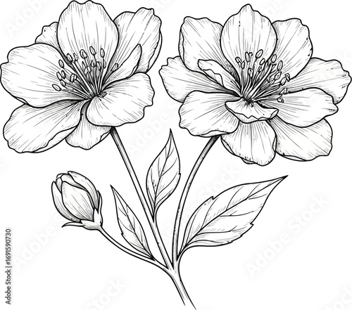 Elegant floral line art for modern designs, adding sophisticated beauty to your creative projects and aesthetic needs