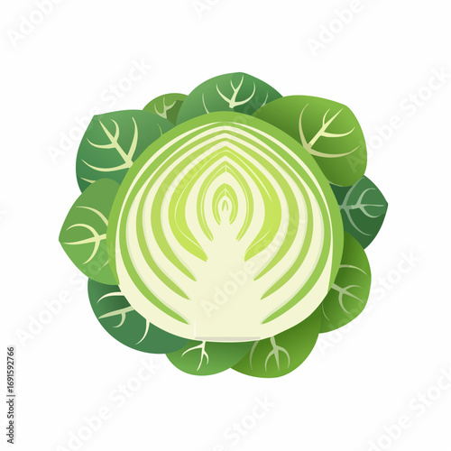 Vector cabbage top view, layered green leaves, flat simple design, isolated