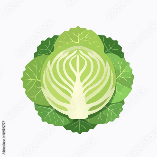 Vector cabbage top view, layered green leaves, flat simple design, isolated