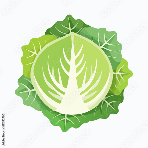 Vector cabbage top view, layered green leaves, flat simple design, isolated