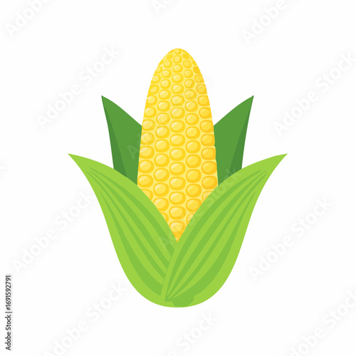 Vector corn with yellow kernels and green husk, flat style, minimal clean design, isolated
