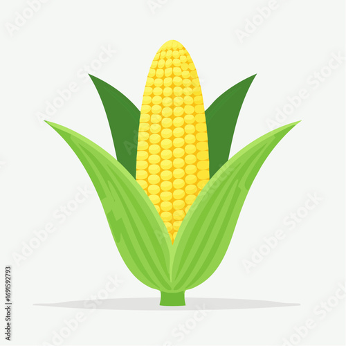 Vector corn with yellow kernels and green husk, flat style, minimal clean design, isolated