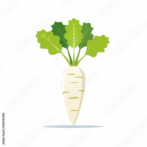 Vector illustration of daikon radish with green leaves, flat minimal style, isolated on white