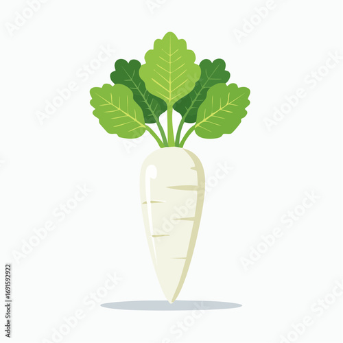 Vector illustration of daikon radish with green leaves, flat minimal style, isolated on white
