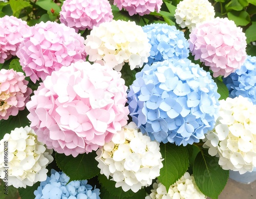 Hydrangea flowers