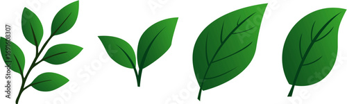 Set green leaves of different shapes. Fresh leaves. For seasonal and nature-themed design projects.