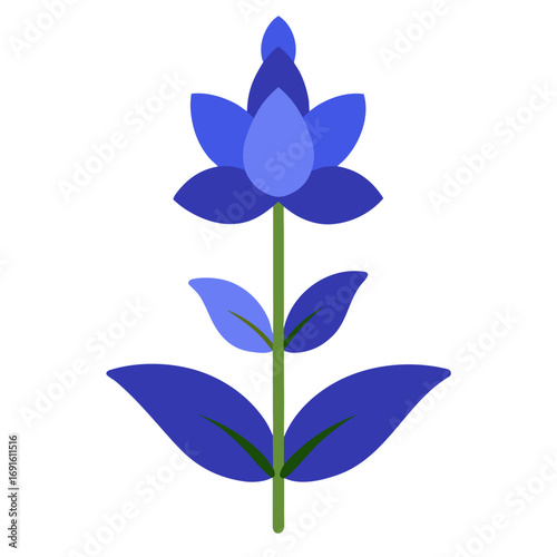 salvia blue flower vector on-white