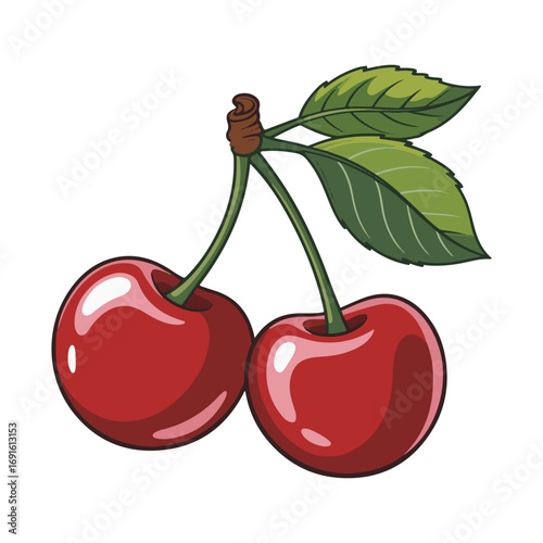 cherry vector illustration