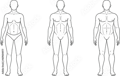 Human body outline vector illustration, male and female anatomy figures, medical diagram design, healthcare artwork, anatomical drawing, fitness shape reference, educational graphic