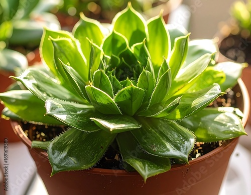 Close-up of a vibrant succulent in a terracotta pot