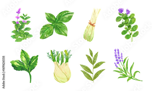 Watercolor Herbs Collection 02
