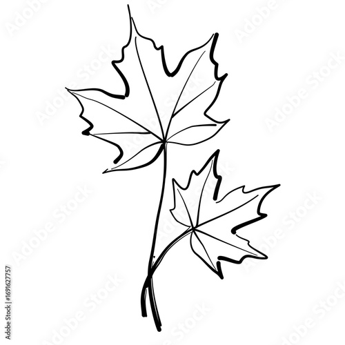 Autumn Leaf Line Art Clipart Hand Drawn Black and White Leaf Outline Illustration Fall Foliage Transparent Background for Stickers Coloring Pages Journals Scrapbooking Craft Printables